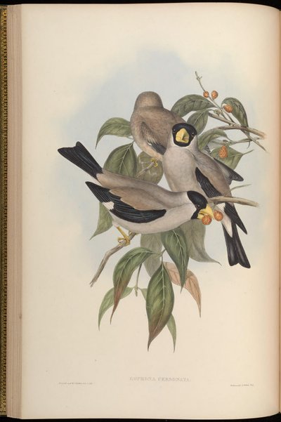 Eophona personata von John Gould